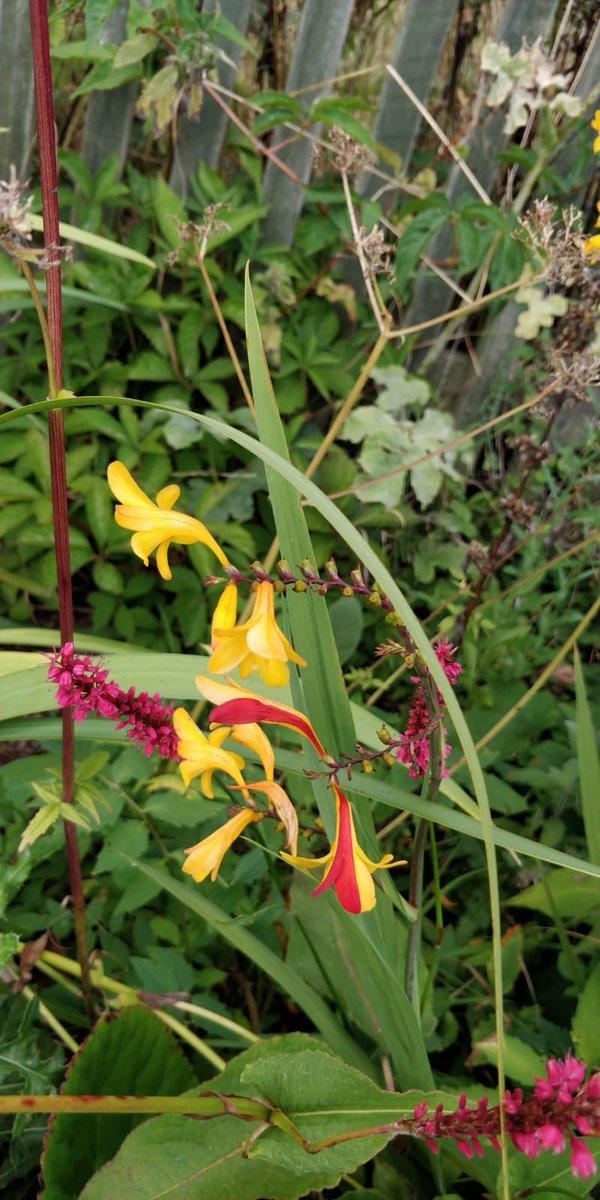 PhyllisRosemary's tweet image. found this oldie 🤡🥳🧐
worth a read
#jamieransom #exploringexeter #historicdevon
#donate #loveourheritage #LoveDevon 

facebook.com/donate/4833269…