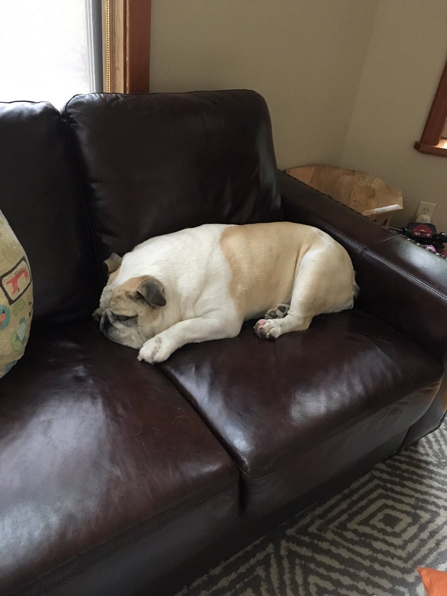 MissCamiFlage's tweet photo. Just a lil’ glimpse of my day today. And in case you’re wondering, nope, I still haven’t gone outside to do my business yet and yes, it’s 4:25pm. And no, I’m not supposed to be on the couch either.🤭😆 #bulldog #idowhatiwant #notfeelingsogreat #itsrainy #nowetpaws https://t.co/PW0uAgopbN