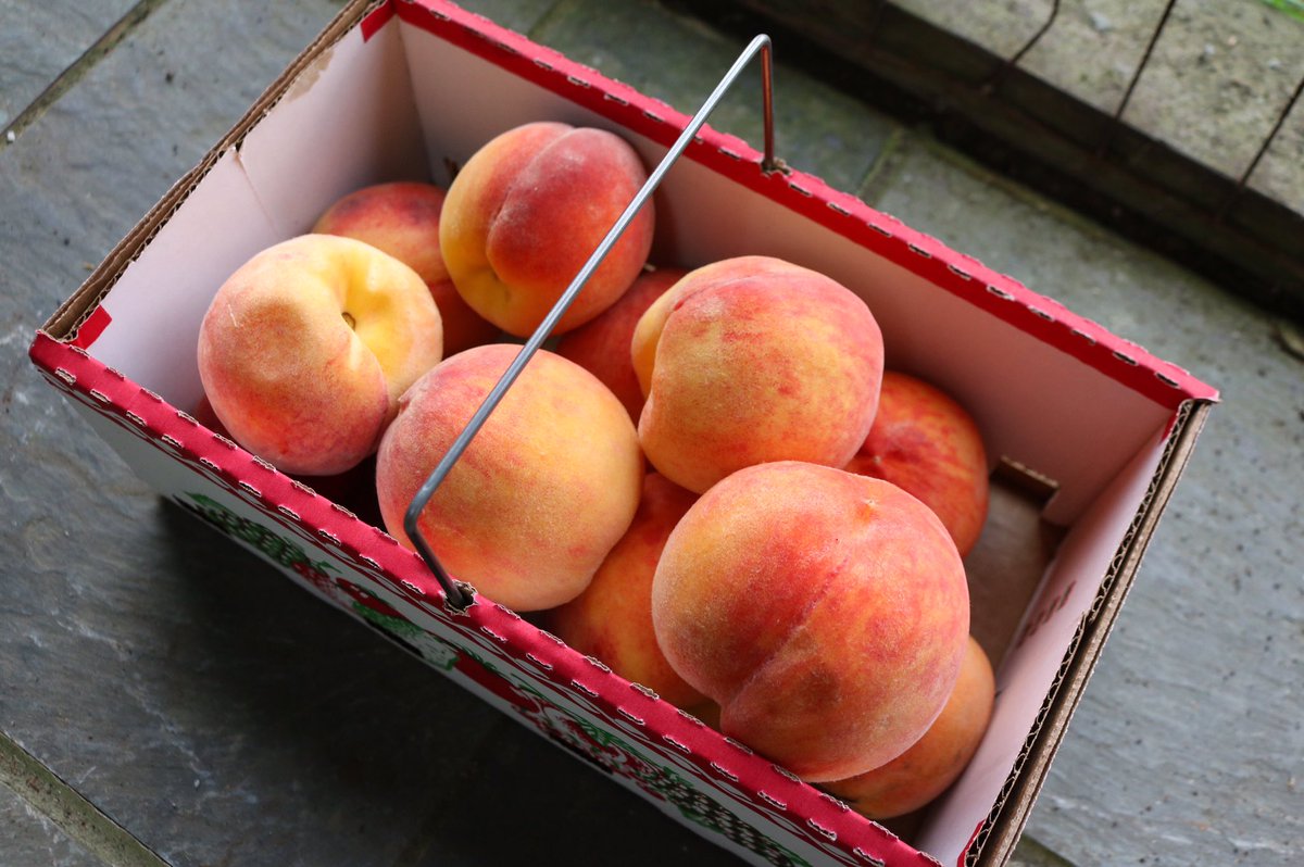 This Saturday we’re putting on a dinner <a href="/plowsharefarms/">Plowshare Farms</a>
A five course feast featuring pork, tomatoes, floriani polenta, and all the treats of summer.
Get tickets here
plowsharefarms.com/russet-farm-di…