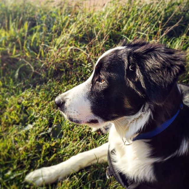 DudeSweetFood's tweet photo. Reginald the doggo, looking majestic in the summer grass.
.
.
#dogs#bordiecollies##puppiesofinstagram #puppy#puppies#doggo#goodboy https://t.co/xZdVPATlrS https://t.co/nEvp0fnerg