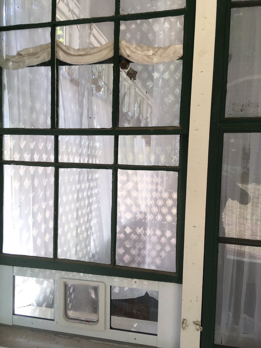 seiwooster's tweet photo. I amicably share my home with paper wasps. We have always gotten along fine with no problems. I have to move by the end of Sept. Hoping they will be done &amp; gone by then b/c I doubt the next tenant will allow them. Any advice? Can I dislodge w/o harming them? Need to close window. https://t.co/AczgppBnbz