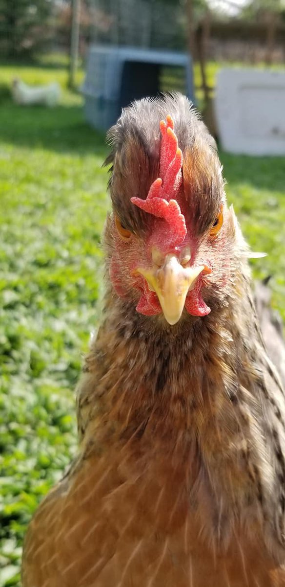 Mypetchickencom At Mypetchicken Twitter