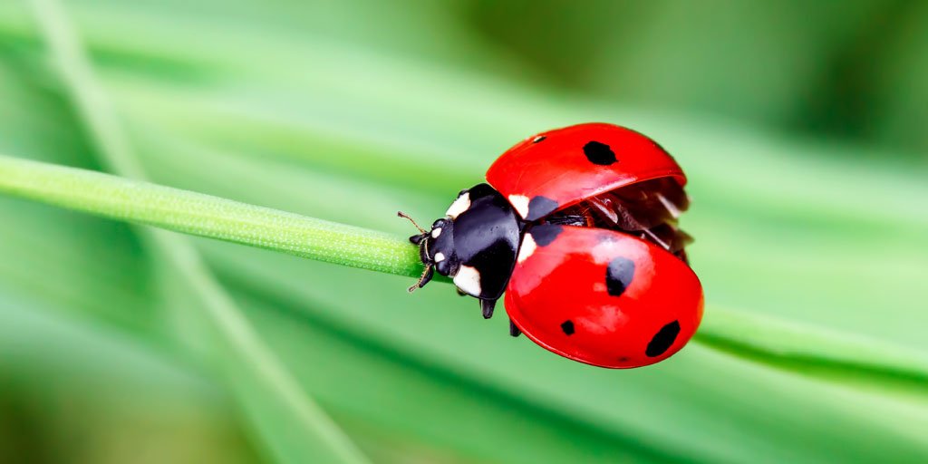 ExecLandscaping's tweet photo. There are a few beneficial garden insects that should always receive a ready welcome – especially in edible gardens, where the use of chemicals isn’t ideal – as a natural method of pest control for those pesky bugs that threaten your plants.

https://t.co/HhAT7FMJyk https://t.co/q8T6cWTfhc
