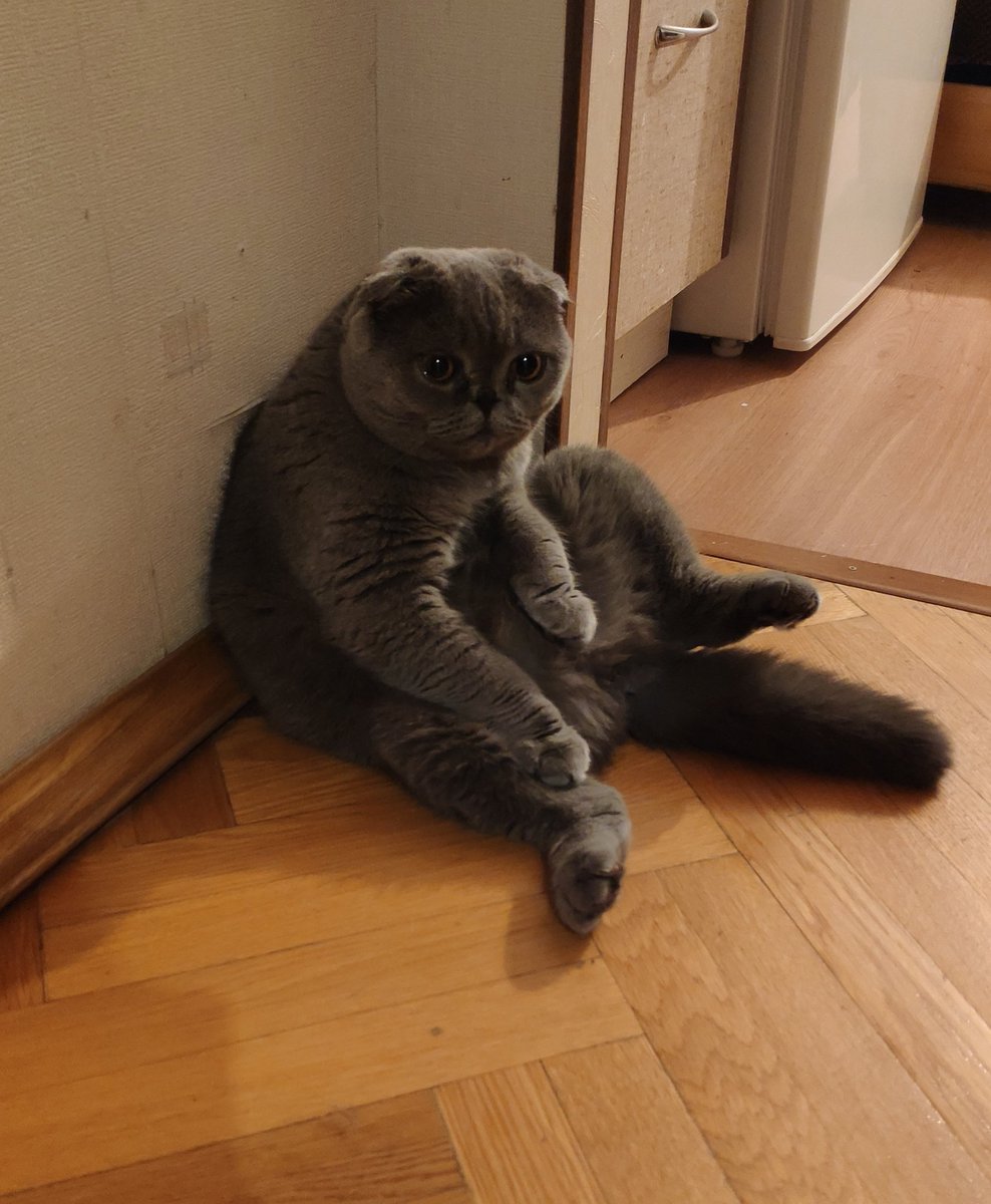 piypiy32's tweet photo. Меня конечно никто не наказывал, но я все равно сяду посижу тут в углу и подумаю о своей тяжелой котячьей жизни. https://t.co/IsW9qQSC5n