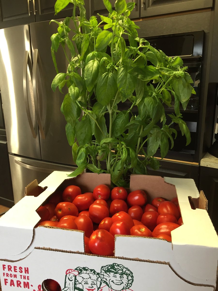 InstantPotVideo's tweet image. 2 #InstantPots (6 qt &amp;amp; 8 qt) + 25 lbs of #Roma (plum) #tomatoes + a whole lot of fresh Basil + lots of other stuff + 2 days in the kitchen = 4 jars #Seasoned #Diced #Tomatoes, 5 jars Tomato Basil Sauce, 9 jars #Corn #Salsa, 11 jars #Marinara Sauce