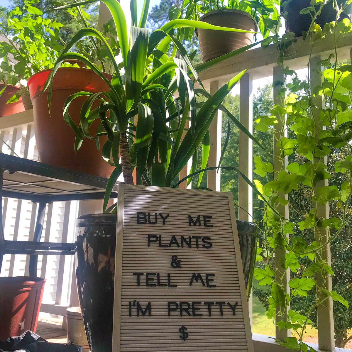 TheSpice0fLife's tweet photo. Offering you guys some free game for the plant lady in your life. 😂#plantlady #plantmom #plants #foodie #blogger #tryer #doer #gardener #lovelanguage #gifts #blackgardeners #containergardening #tropical #foodfunfashionphilosophy #wineanddinewithme #thespiceoflife #thespice0flife https://t.co/fIn2V9T3PR