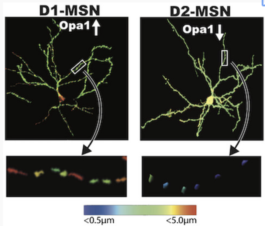 Eric Prager (@neuroscience) on Twitter photo A new study by <a href="/calilarco/">Cali Calarco</a> and <a href="/marykaylobo/">Mary Kay Lobo</a> found an increase in the frequency of smaller length mitochondria in D2‐MSN dendrites relative to D1‐MSN dendrites, while D1‐MSN dendrites display an increase in larger length mitochondria ow.ly/W7Mg50vBWuf A new study by <a href="/calilarco/">Cali Calarco</a> and <a href="/marykaylobo/">Mary Kay Lobo</a> found an increase in the frequency of smaller length mitochondria in D2‐MSN dendrites relative to D1‐MSN dendrites, while D1‐MSN dendrites display an increase in larger length mitochondria ow.ly/W7Mg50vBWuf