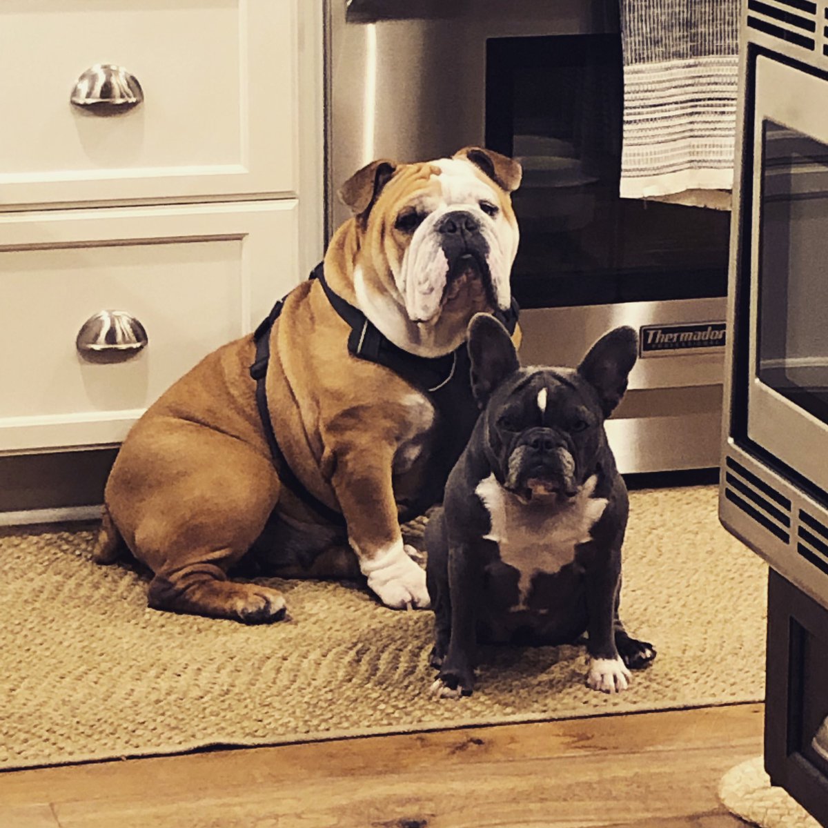 Our cute little nuggets waiting on a late night snack.