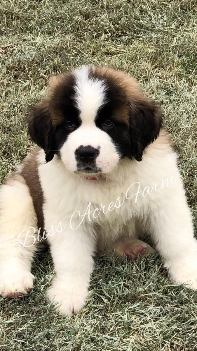 FarmBliss's tweet photo. AKC St. Bernard puppies coming this Fall.

Join our waiting list to reserve your new puppy. 
Bliss Acres Farm 
https://t.co/huhst175Ly https://t.co/8flJn1xWlS