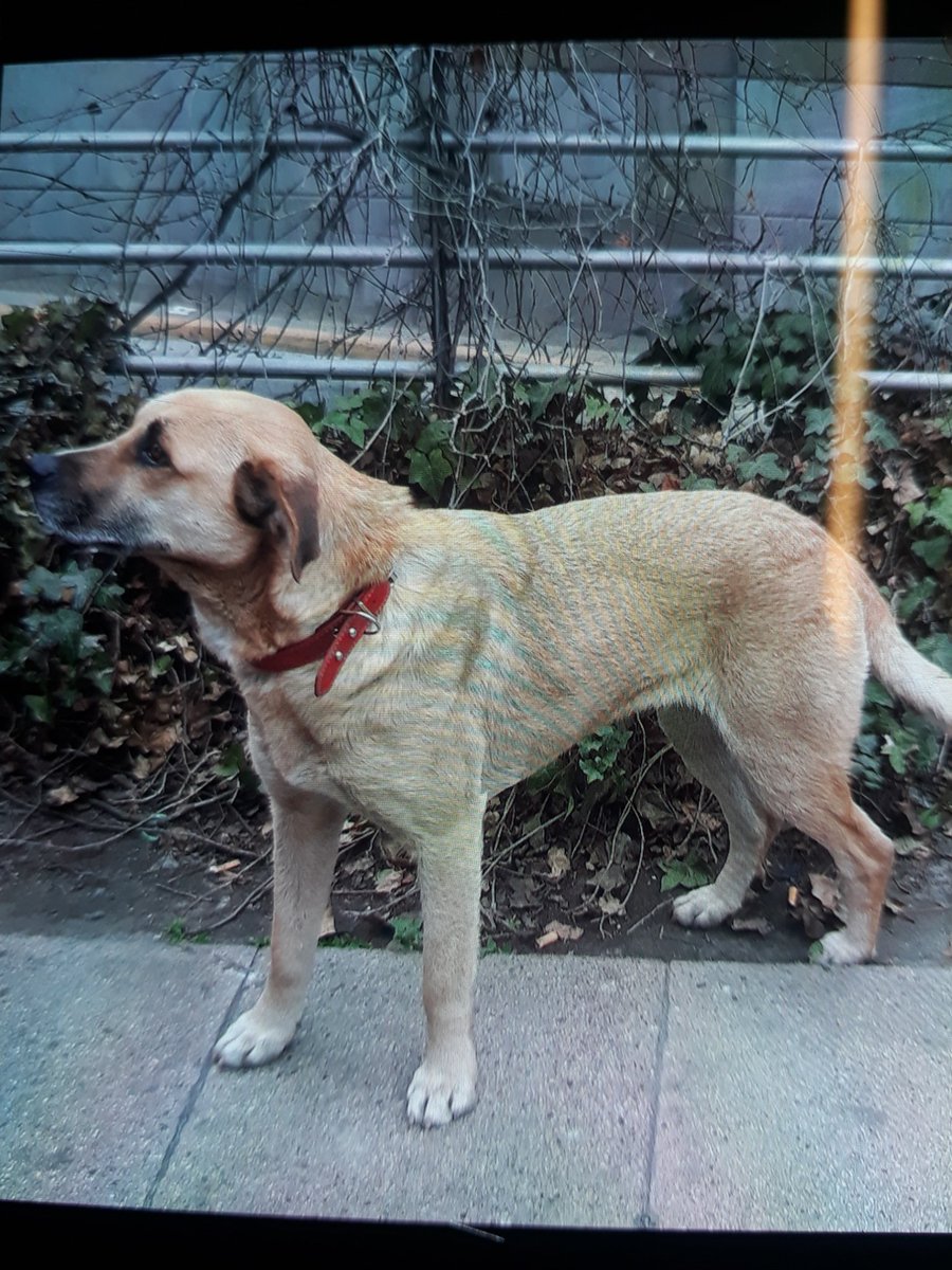 Perro mestizo café collar rojo sin placa anda perdido en Nueva Los Leones entre Gral.Holley y Providencia. Riesgo de atropello <a href="/carolinapinoc/">Caro 🌲 C.</a> <a href="/kattykowaleczko/">Katty Kowaleczko</a>  <a href="/denissemalebran/">Denisse Malebran</a> <a href="/bartorell/">#SoyBartorell</a> <a href="/jordicastell/">jordi castell</a>