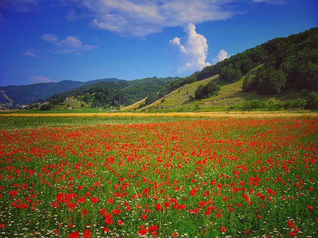 wildfox76's tweet photo. Il matese in primavera 😊 #sunset #matese #lagomatese #flower #tramonto #cielo #clouds #twitter #sky #travel #scoprendocampania #sannio #parcodelmatese https://t.co/onvrb6TWem https://t.co/4RNU8fS2r3