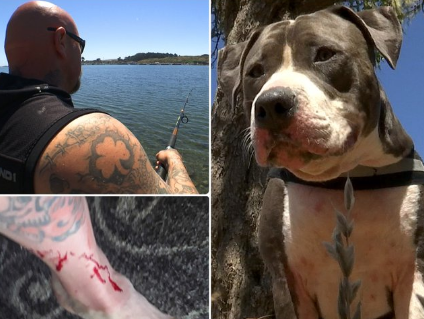 101wixx's tweet photo. This dog saved his owner from a SHARK! It's @coreycarter101's #145FeelGood Story!
https://t.co/pQAhH5EXWj https://t.co/MBiiUsP1Sr