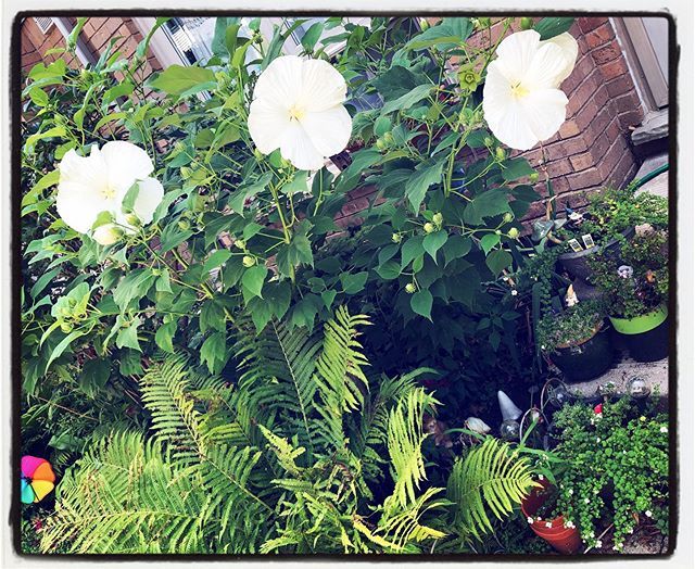 how to get rid of japanese beetles how to get rid of japanese beetles