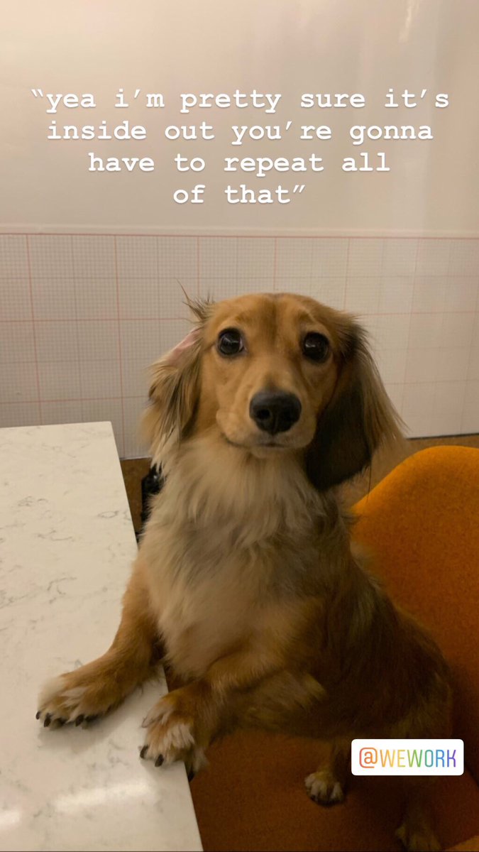 dogfather's tweet photo. the dog meeting on our instagram story is something you all should see https://t.co/AgZ3O1M7sU
