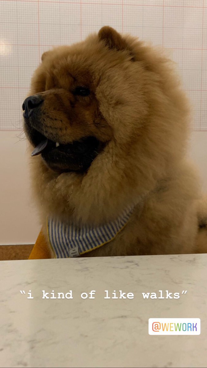 dogfather's tweet photo. the dog meeting on our instagram story is something you all should see https://t.co/AgZ3O1M7sU