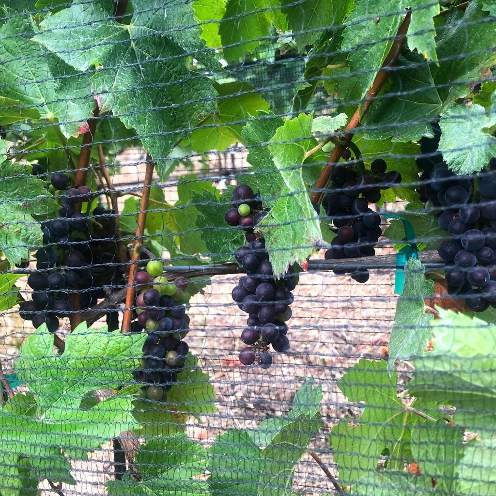bigbasinwine's tweet photo. Old Corral Pinot is almost done with #veraision which puts us close to a mid-September #harvest2019. Last year we were ahead of Corralitos #PinotNoir vineyards, and this year they are about a week ahead of us. #vinelife #santacruzmountains #scmwa #bigbasin #bigbasinvineyards https://t.co/5u1YwgyJnj