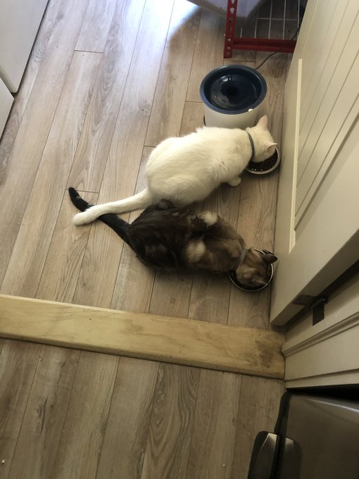 Good afternoon, friends. Look at these precious kitties. https://t.co/2DEA6sS4yn