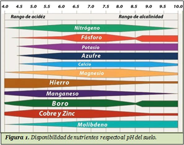 Antonio_TorresB's tweet photo. El #pH condiciona la disponibilidad de #nutrientes del suelo.
Algunos nutrientes se pueden bloquear y no ser asimilables para las #plantas bajo unas determinadas condiciones de pH. https://t.co/E4QOE6f9rw