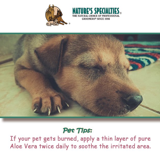 See our Products: naturesspecialtiesmfg.com 
#NaturesSpecialties #PetProducts #PetCare #Pets #PetSupplies #Groomers #PetFacts #FunFacts #PetTips