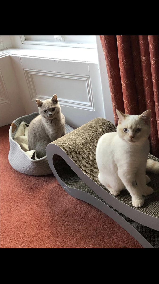 daisybaldwin6's tweet photo. We think this would be purfect 😍😻😻😻 https://t.co/eSgQTXBPEX