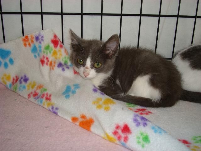 Stray Haven tweet media