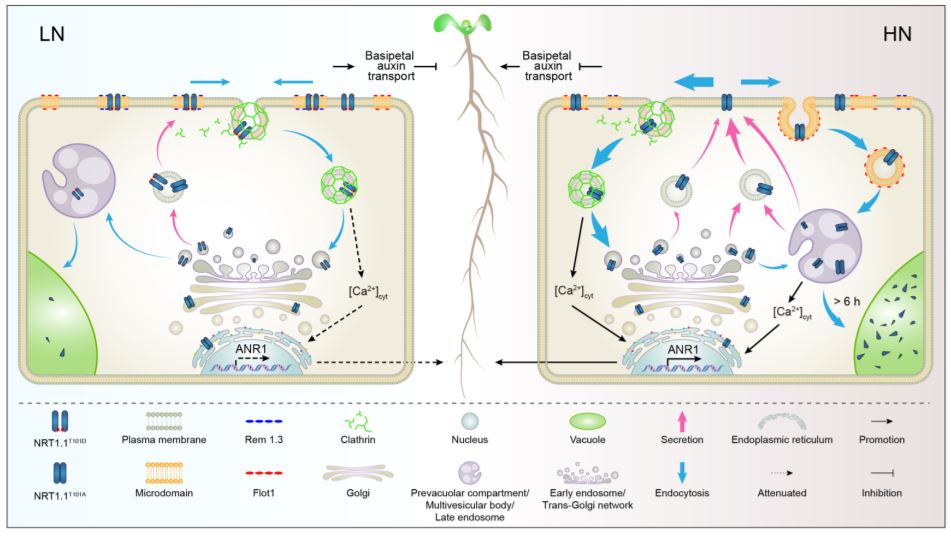 PlantPhys's tweet photo. Phosphorylation-mediated dynamics of nitrate transceptor NRT1.1 regulate auxin flux and nitrate signaling in lateral root growth #CellBiology #PlantBiology https://t.co/AXi08Wyrt1 https://t.co/52d4NfaMVX