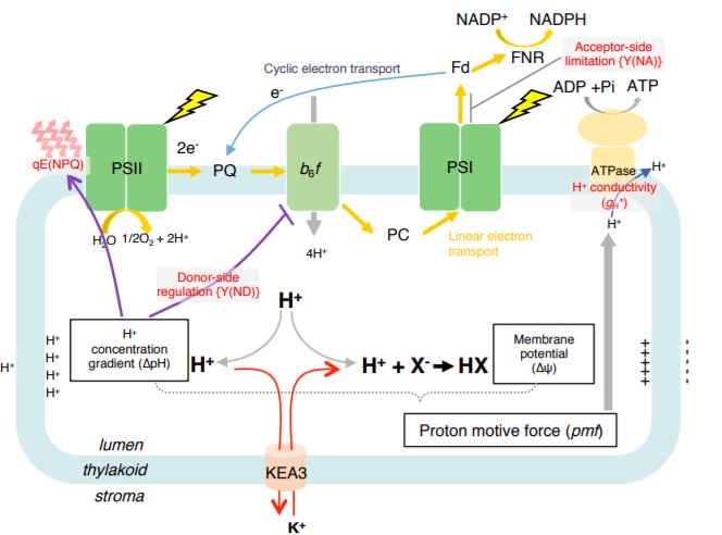 Modification of activity of the thylakoid H+/K+ antiporter KEA3 disturbs ∆pH-dependent regulation of photosynthesis #Membranes #Bioenergetics #Photosyntheses #PlantBiology doi.org/10.1104/pp.19.…