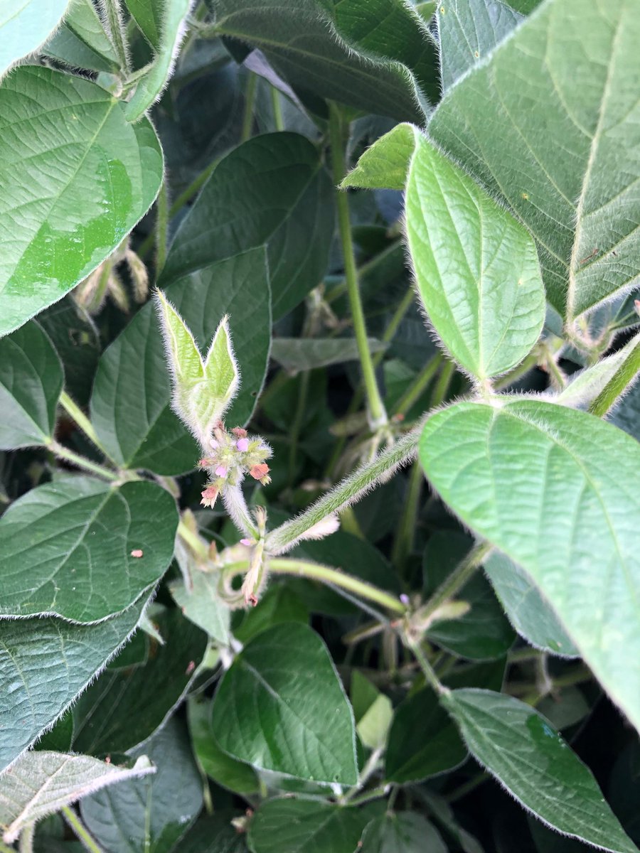 On track for the #100BPA Challenge!  These Beck’s 2662FP are at growth stage R5, Beginning Pod Fill. There are good flower clusters that will benefit from recent rains. Early May beans are done flowering &amp; 100% committed to dry matter accumulation.#Farmamerica ⁦<a href="/BecksAgMN/">Beck's Minnesota Agronomy</a>⁩