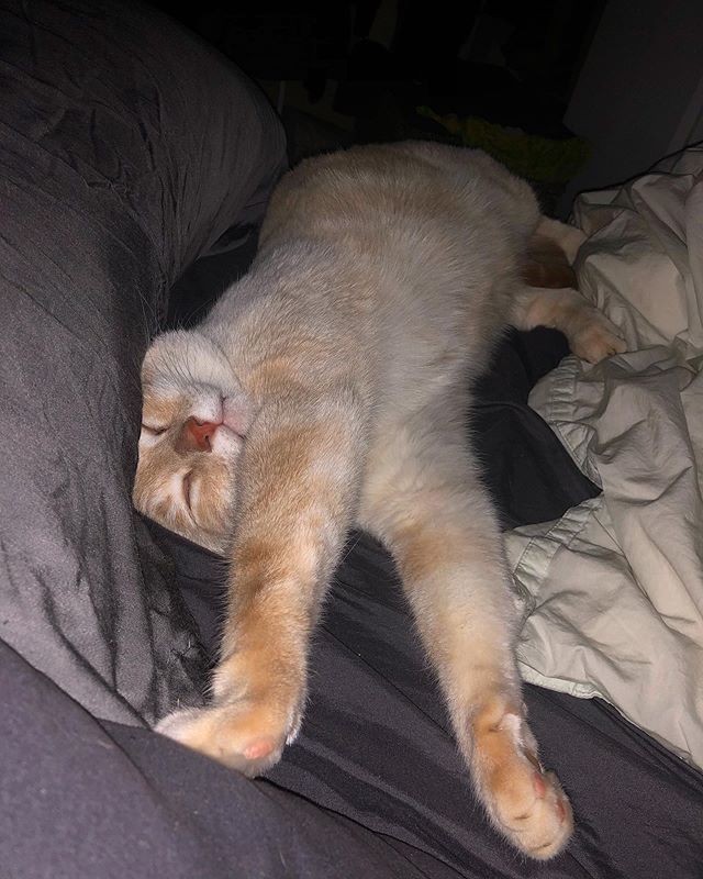 NikoandTed's tweet photo. Fluffy bean loves sleeping in his humans bed 💤 -
-
-

#flamepoint #cats #catsofinstagram #of #siamese #cat #instagram #adoptdontshop #catstagram #flamepointsiamese #ilovemycat #meow #kitten #pet #himalayancat #ragdoll #sleepycat #instacat #rescue #ca… https://t.co/HVW6ap6nBC https://t.co/vGQ3btfPqE