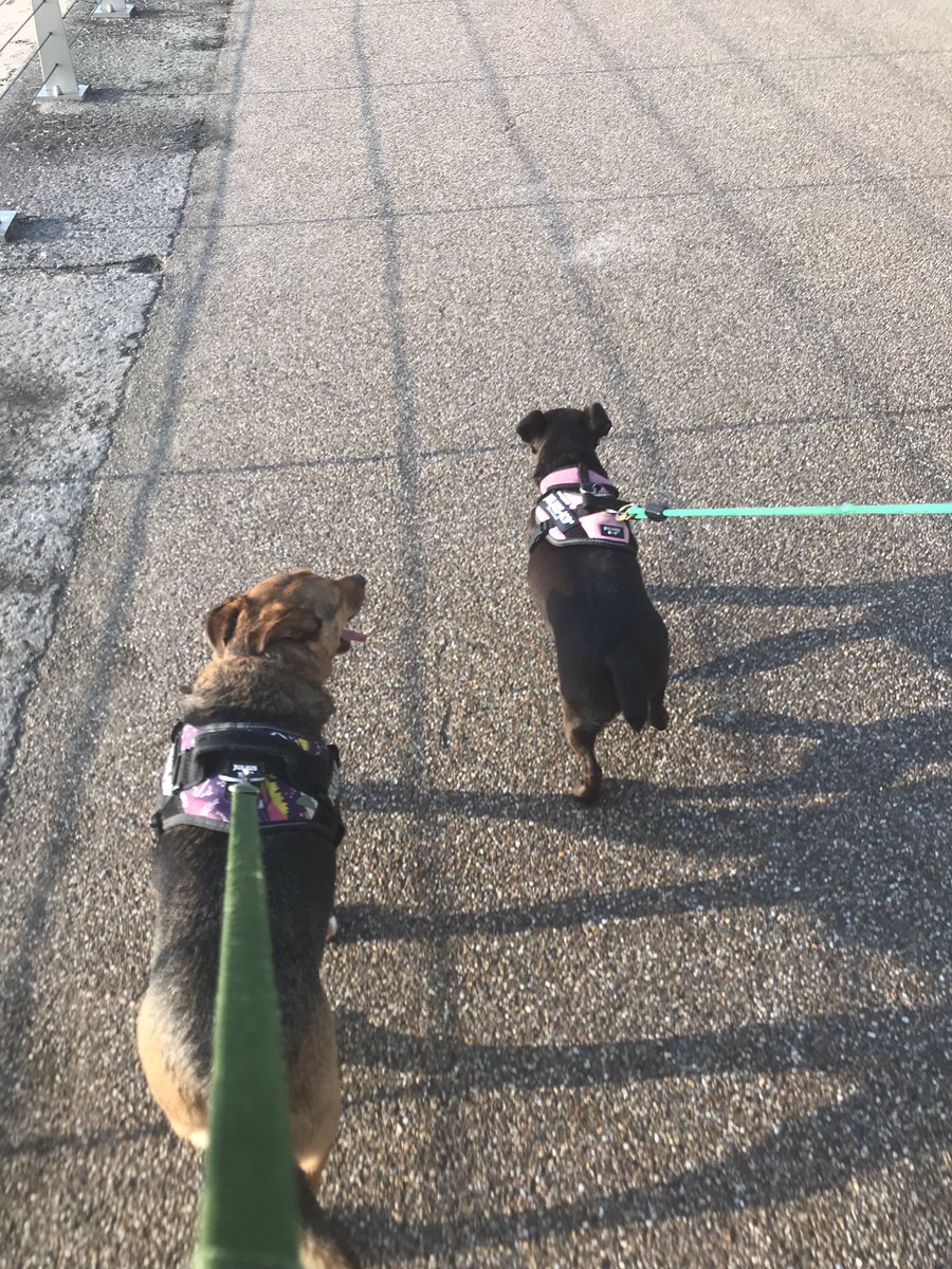 JAGBARR's tweet photo. We love Portrush! #weedogs #bigwalks #clearheads #summerevenings ❤️🐶🐶 https://t.co/Q5AVWBAoZq