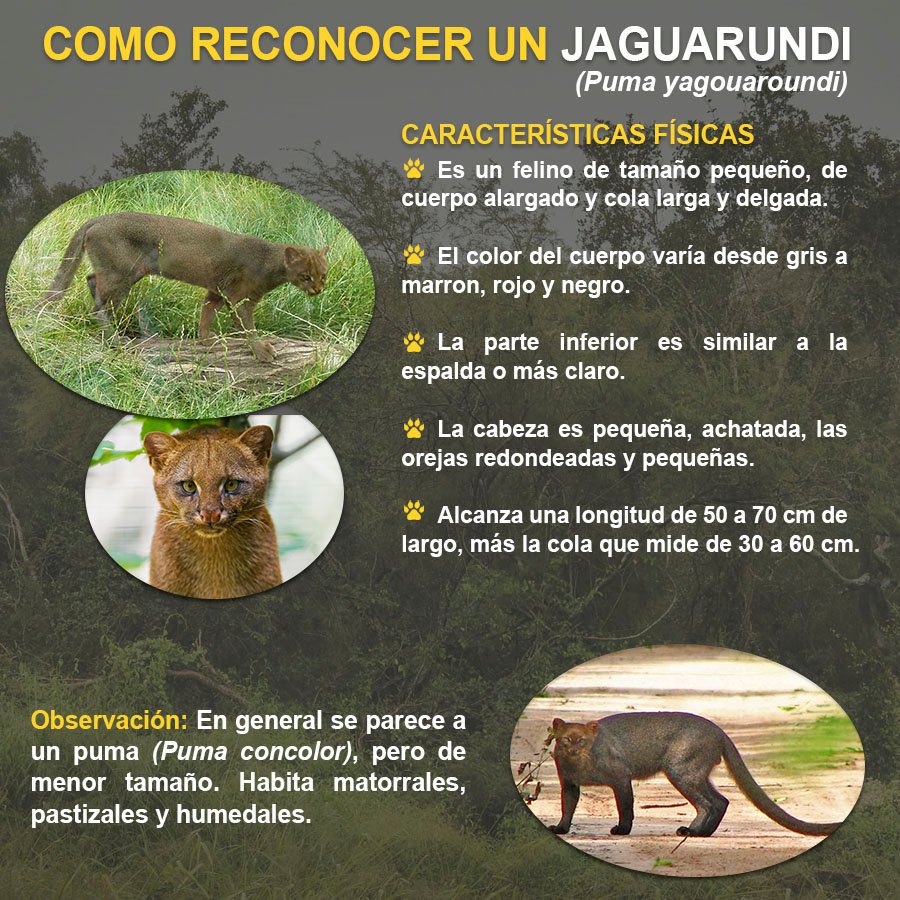 ATranschaco's tweet photo. #registrociudadano #faunaatropellada #investigación https://t.co/2hOkWLZvLy