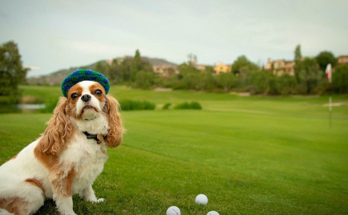 TheBridgesRSF's tweet photo. Our #TheBridgesRSFpet of the month, Stella. 

Gets a birdie every hole, 10/10 would pet. https://t.co/dPzzXSqMTc