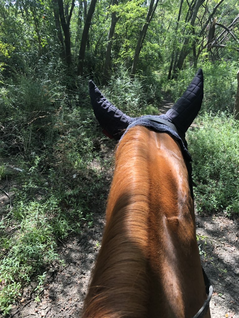 OBGYNPATH's tweet photo. @edusqo @_ElRetiro @lara_pijuan @DraEosina @tlabiano @tralimiguel @Histopatolomon @crazylymphocite @janeirosf @smlungpathguy @Sara_Jiang @JMGardnerMD Doing #SportPath in the woods. Enjoy #summer and #summertime, but with temperatures around 40C I miss sometimes the air condition in the horse 😂 https://t.co/nIH9crO9qm