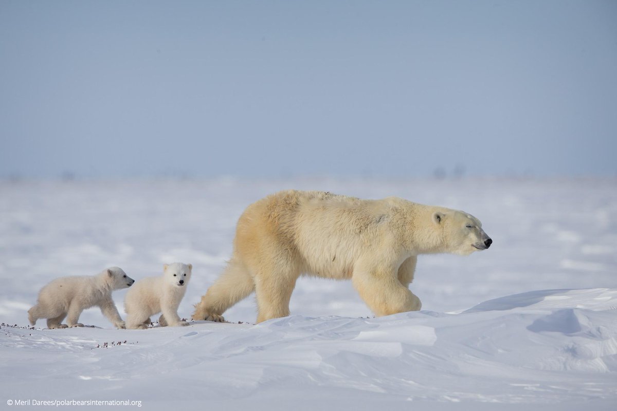 PolarBears's tweet photo. This family may be thousands of miles away from you right now, but they are not beyond your influence. #saveourseaice https://t.co/Ii0EzxUQkr
