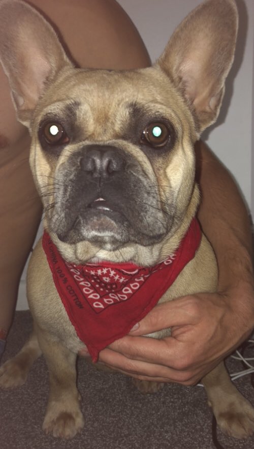 coco_th's tweet photo. All fresh outta the bath ๐๐๐ #washandblowdry #bathfresh #frenchbulldog #coco https://t.co/tBVvMXAfXF