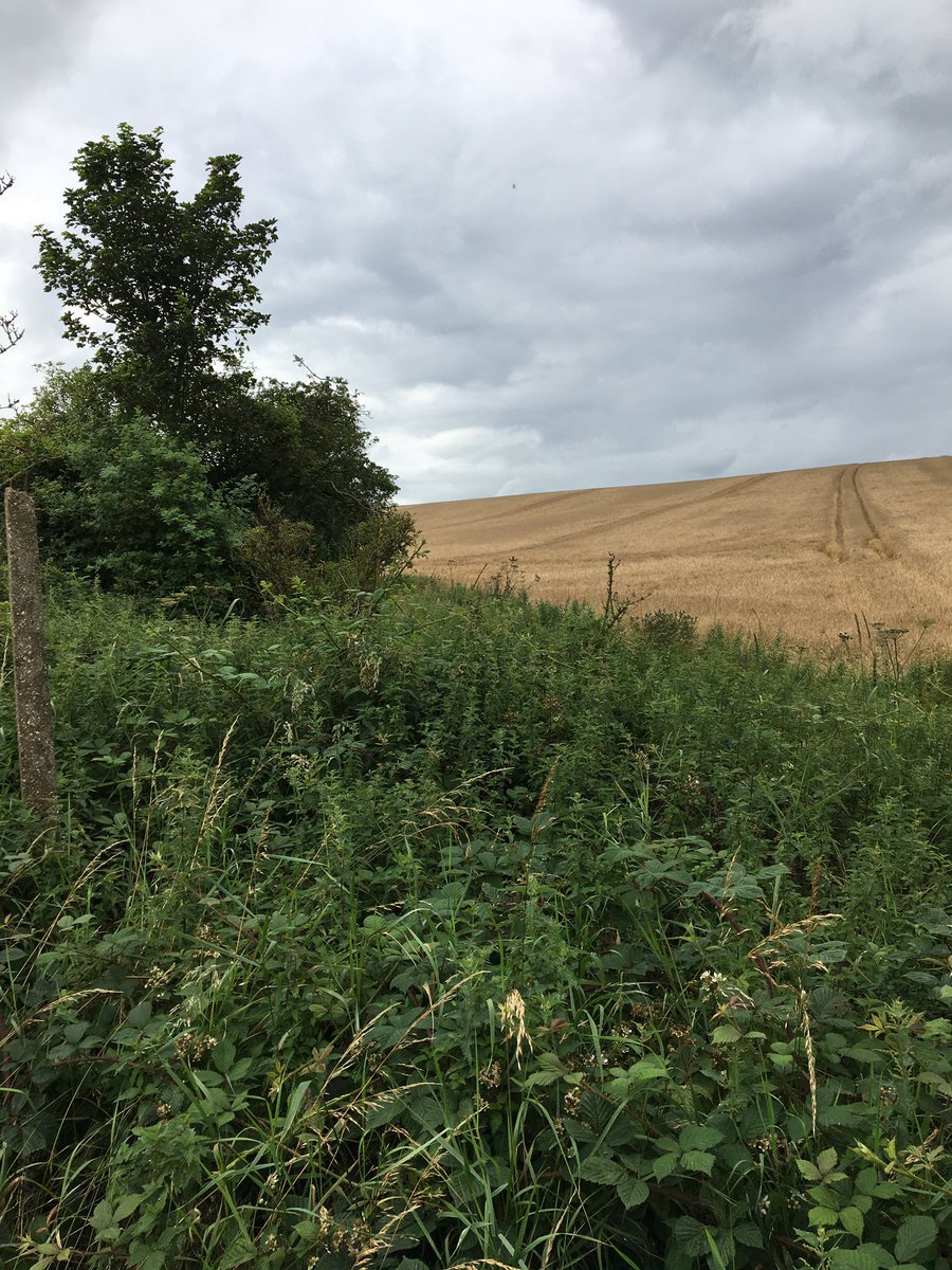 Tanfield In Bloom tweet media