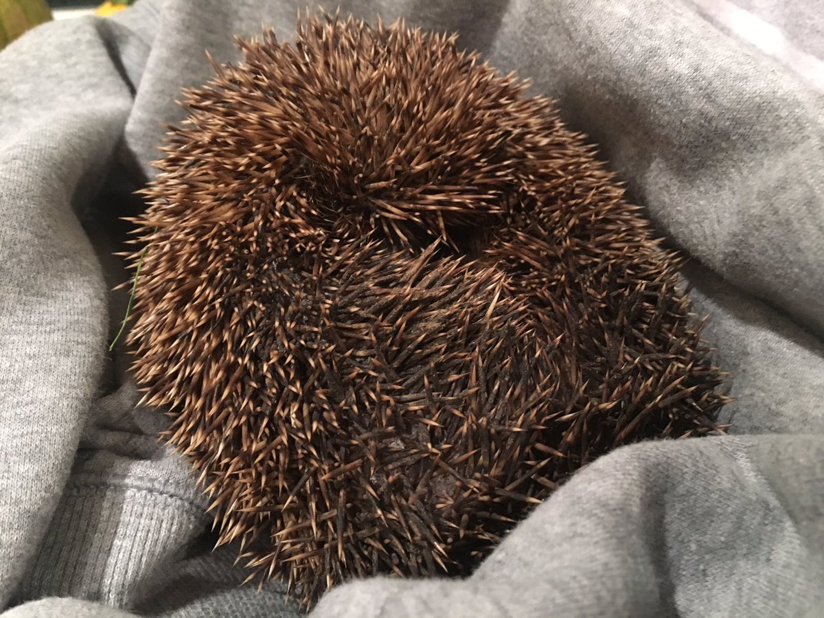 _kristygray_'s tweet photo. Me and Matt found Hector the hedgehog in the middle of the road but he’s now safe in Matt’s garden https://t.co/cmb75e92jN