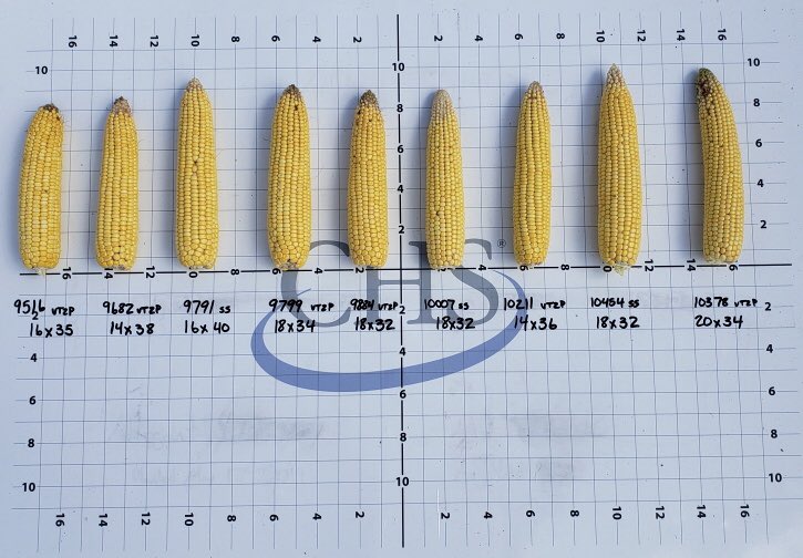 #AllegiantSeed Corn Yield check from Chad Naber’s Allegiant APP Plot. Samples taken randomly from better areas of plot. Totals and ear comparisons! Thanks to <a href="/b_swenhaugen1/">Brett Swenhaugen</a> for the help with collecting and compiling all the data and pictures!