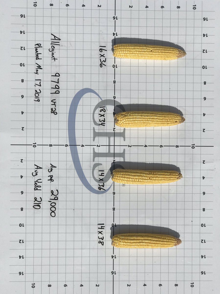 LonghenryAG's tweet photo. #AllegiantSeed Corn Yield check from Chad Naber’s Allegiant APP Plot. Samples taken randomly from better areas of plot. 9799, 9884, 10007! https://t.co/c9TX6Ewiyu