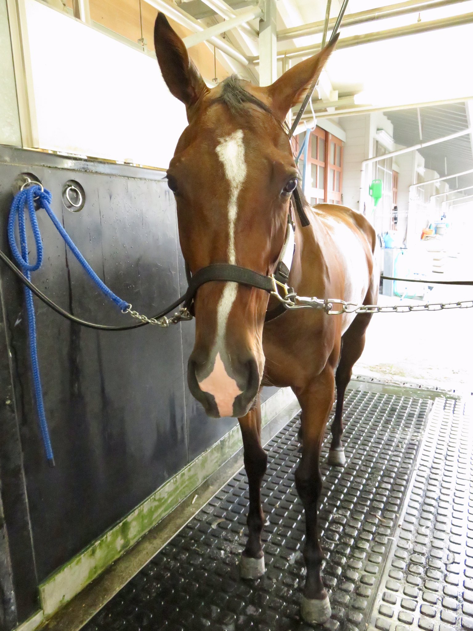 日刊ゲンダイ 競馬 on X: 日刊ゲンダイ 競馬 on X: