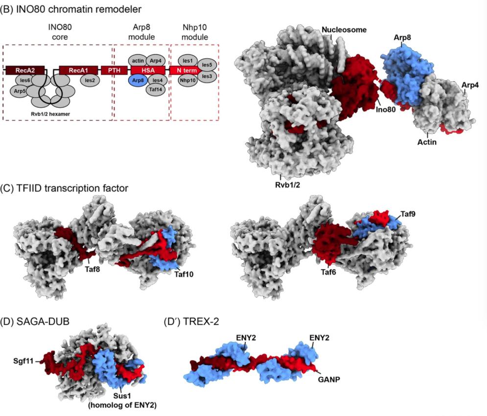 mmw_lmw's tweet photo. #Cotranslational Assembly of #ProteinComplexes | A Structural Review | Commonalities of Assembling Complexes | Martin Beck @embl @TrendsCellBio https://t.co/R3PmlHkGHV https://t.co/lbajnnvnpY
