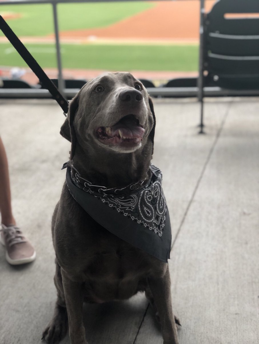 BhamBarons's tweet photo. In honor of Wet Nose Wednesday, drop your doggo pics below for a chance to win a dog toy for your best bud! #BarkInBham ๐ถ https://t.co/FyND8B7aw0