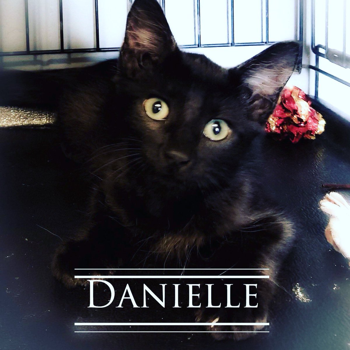 MetterAnimalS's tweet photo. Danielle is one of several kittens at our local shelter ready for adoption. Danielle has been handled and played with daily and will make a great addition to any family.  #MetterAnimalShelter - free cat adoptions thru August and September.  #SaveaLife #AdoptDontShop 912-685-7877 https://t.co/gQrOmBOz7C