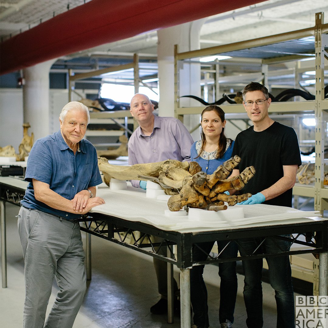 BBCAMERICA's tweet photo. An extraordinary elephant calls for an extraordinary team. Meet them when Attenborough & The Giant Elephant premieres Saturday at 9pm on @BBCAmerica. #JumboElephant https://t.co/3qrO8tcALH
