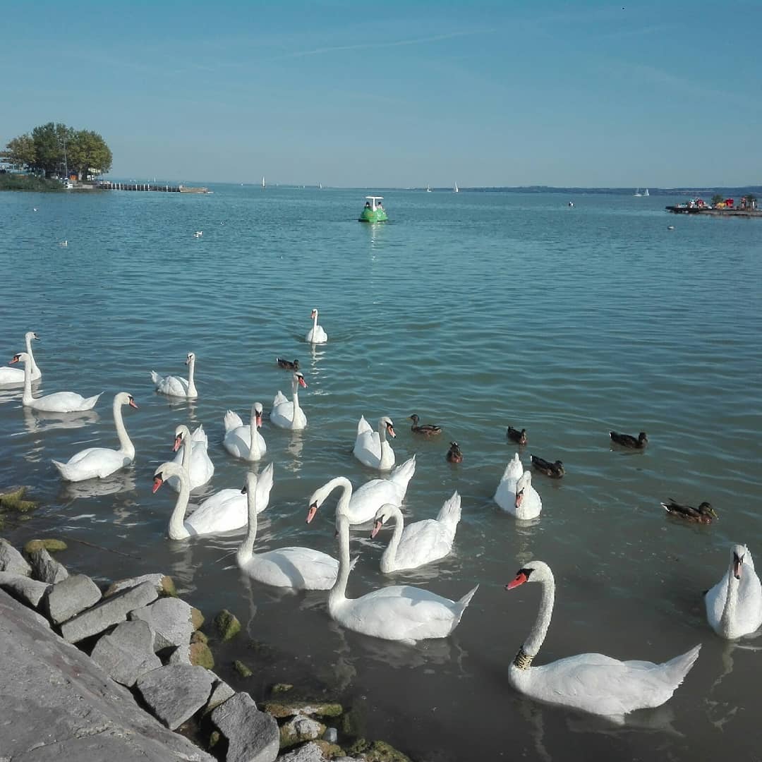 DonViajon's tweet photo. El #lagobalaton es un lugar estupendo para disfrutar del verano con un agradable ambiente de fiesta en medio de la naturaleza que ¡Seguro a ti te encantaría!😉
#donviajon #visitehungria #visitbalaton #visithungria #naturalezahungria #naturalezapura #viajerosporelmundo https://t.co/IuUt7g5C3i