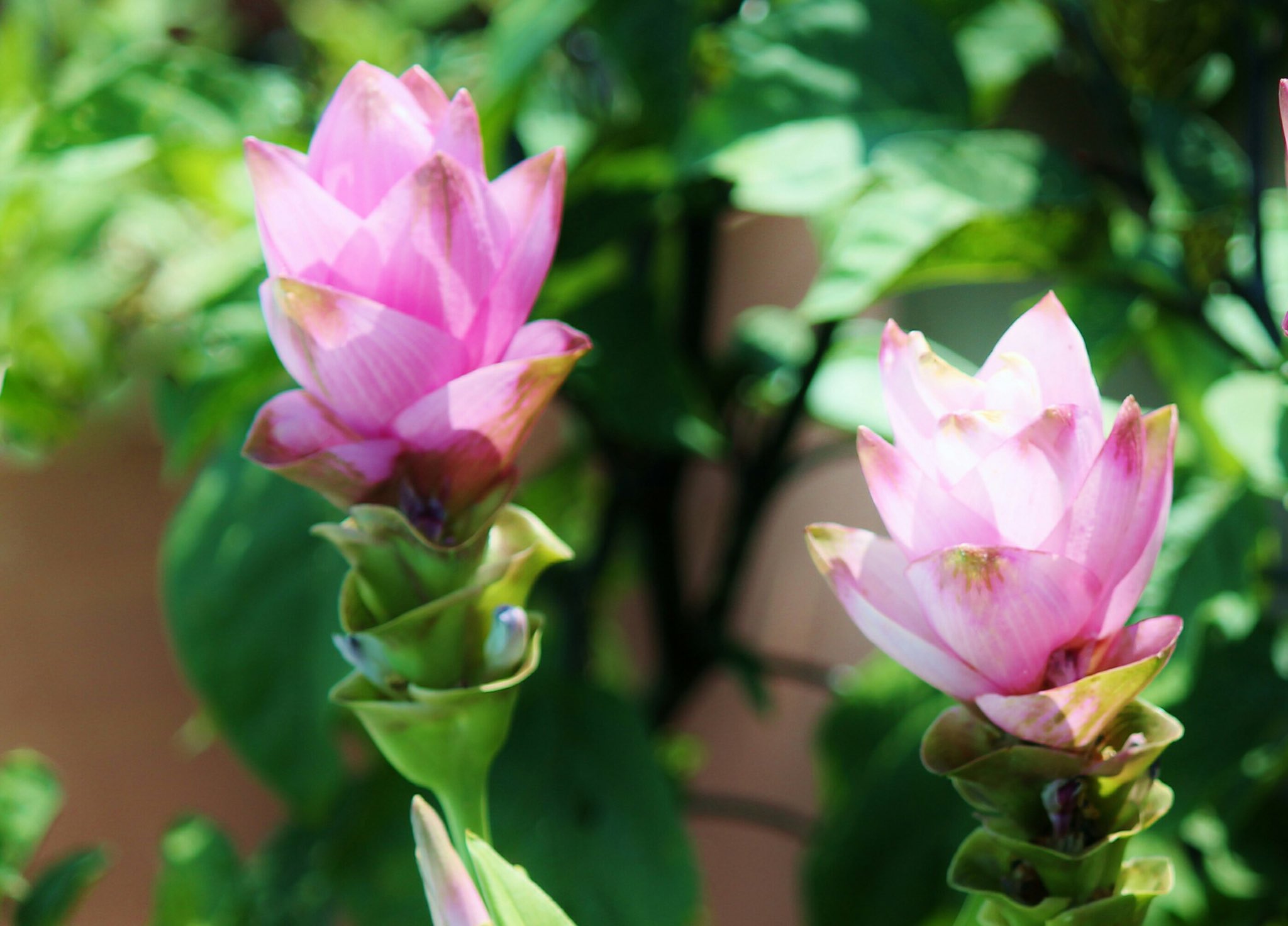 花 8月22日の花 クルクマ 花言葉 忍耐 ショウガ科ウコン属 別名 ハナウコン キョウオウ 花色 ピンク 白 紫 原産地 マレー半島 開花期 5 10月 忍耐 の草は苦い だが 最後には甘く やわらかい実を結ぶ カール ジムロック 19