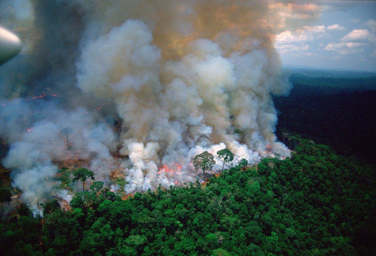 nando_aze's tweet image. Dear Simmers,

Quite the important topic for me and I think it should be the same for you. The Amazonas is currently facing some of the biggest fires. Please spread awareness. Tell your friends and family.

Don't let Selvadorada become the only rainforst we know.
#PrayforAmazonas
