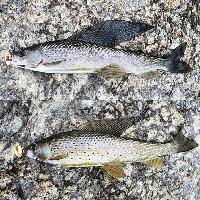 McNeill_78's tweet photo. These Arctic Grayling were caught at the same spot but have way different colors and top fin, both are about 14 inches. https://t.co/CXn2VvvCqw https://t.co/BkQ150I5pB