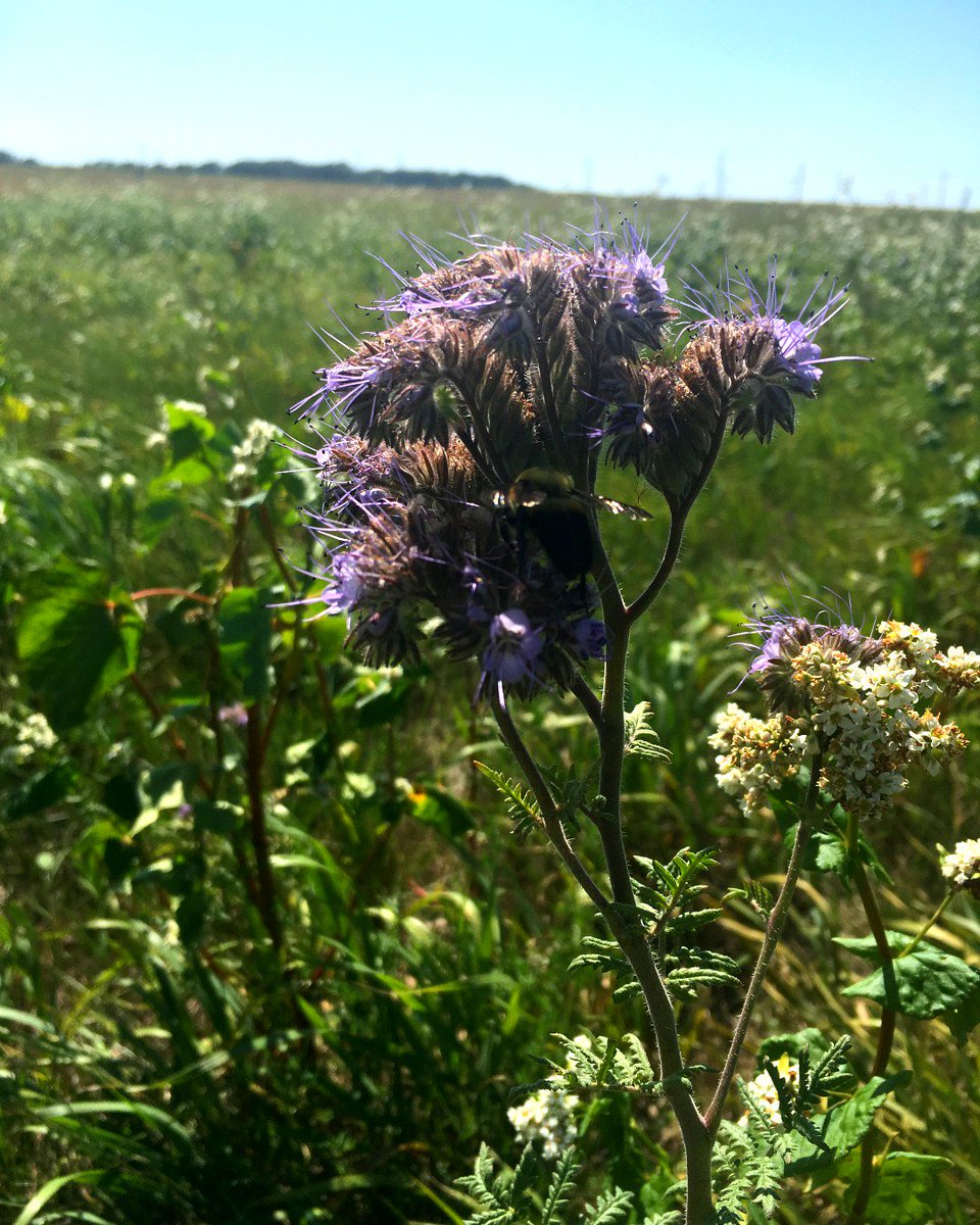 MBBeefandForage's tweet photo. Pasture rejuvenation demonstration plots are now in bloom and buzzing with pollinators, seeded this spring on marginal sandy soil at Johnson Farm.
#cowsandbees #pollinators #forageresearch #mbfi https://t.co/GfQCh0ISNF