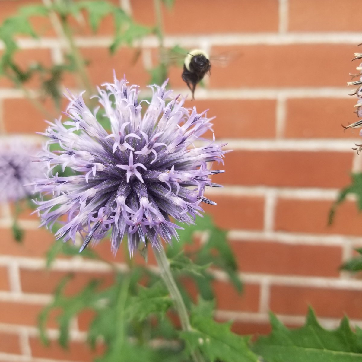 AmberTodd1921's tweet photo. Busy as a... well.. bee 🤷‍♀️

Got this shot of this hard worker in my garden. Globe Thistle looks majestic and the bees love them.

#busy #bees #ambersbotanicalgarden #hamont #wellnesswednesday #hamiltonwellness #garden #igrewthis https://t.co/80GxPdV8PH